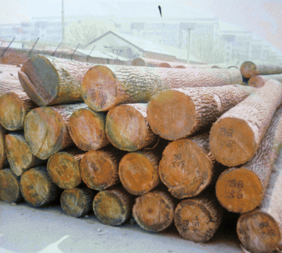 水曲柳与白蜡木的区别